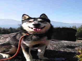 Siberian Husky Dogs for adoption in South Lake Tahoe, CA, USA