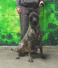 Presa Canario Dogs for adoption in Louisville, KY, USA