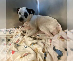 American Staffordshire Terrier-Unknown Mix Dogs for adoption in San Antonio, TX, USA