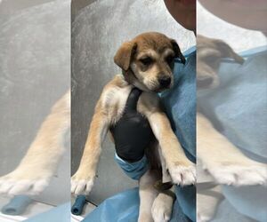 Mutt Dogs for adoption in Calgary, Alberta, Canada