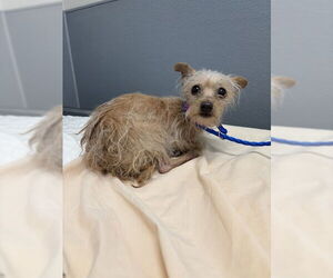 Chihuahua-Unknown Mix Dogs for adoption in Las Vegas, NV, USA