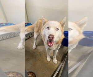 Medium Photo #2 Siberian Husky-Unknown Mix Puppy For Sale in Pierceton , IN, USA