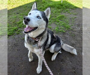 Siberian Husky Dogs for adoption in Long Beach, CA, USA