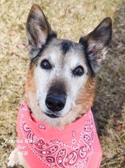 German Shepherd Dog-Unknown Mix Dogs for adoption in Anchorage, AK, USA