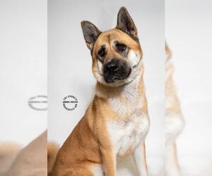 Akita-Unknown Mix Dogs for adoption in Hughesville, MD, USA