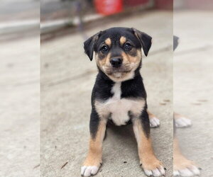 Siberian Husky-Unknown Mix Dogs for adoption in Bellingham, WA, USA