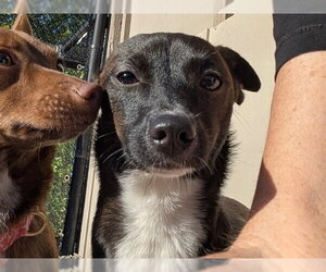 Chihuahua-Unknown Mix Dogs for adoption in Santa Cruz, CA, USA