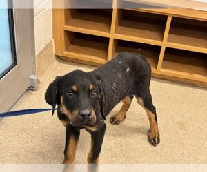 Rottweiler-Unknown Mix Dogs for adoption in Grand Prairie, TX, USA