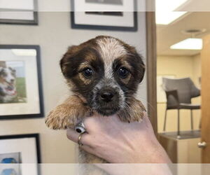 Shih Tzu-Unknown Mix Dogs for adoption in Bolivar, MO, USA