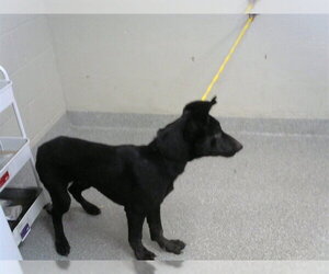 German Shepherd Dog-Unknown Mix Dogs for adoption in Pasadena, TX, USA