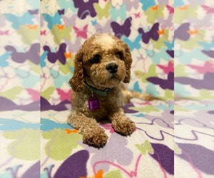 Cavapoo (Miniature) Dogs for adoption in Mukwonago, WI, USA