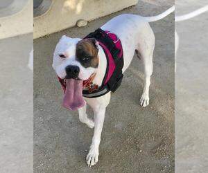 Bulloxer Dogs for adoption in San Bernardino , CA, USA