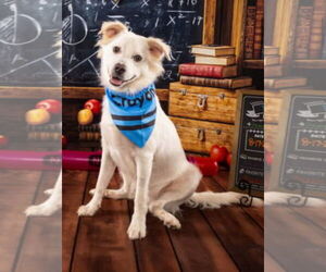 Chihuahua-Unknown Mix Dogs for adoption in Kankakee, IL, USA