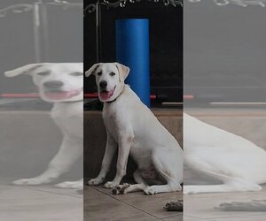 Great Pyrenees-Retriever  Mix Dogs for adoption in San Antonio, TX, USA