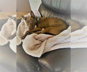Pharaoh Hound Dogs for adoption in Rowayton, CT, USA
