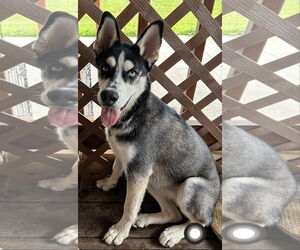 - Mix Dogs for adoption in Crystal, MN, USA
