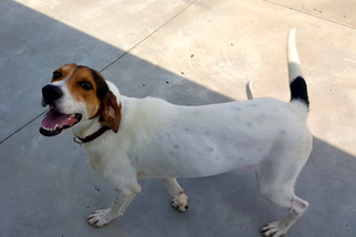English Foxhound Dogs for adoption in Knoxville, IA, USA