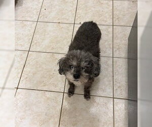 Mutt Dogs for adoption in Cliffwood, NJ, USA