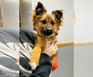 Pomeranian-Unknown Mix Dogs for adoption in Hoisington, KS, USA