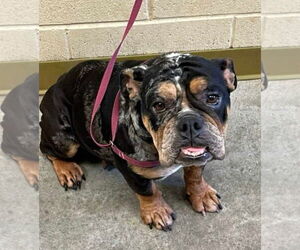 Bulldog-Unknown Mix Dogs for adoption in Princeton, MN, USA