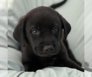 Labrador Retriever-Unknown Mix Dogs for adoption in San Diego, CA, USA