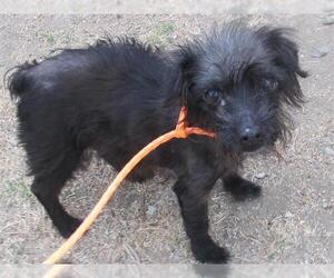 Cairn Terrier Dogs for adoption in Orange, CA, USA