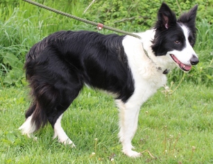 Border Collie Dogs for adoption in Hillsdale, IN, USA