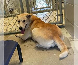Shepradors Dogs for adoption in Rosenberg, TX, USA