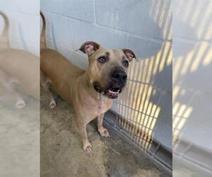 American Pit Bull Terrier-Unknown Mix Dogs for adoption in Sanford, FL, USA