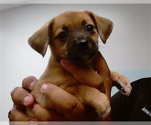Beagle-Chihuahua Mix Dogs for adoption in Corpus Christi, TX, USA
