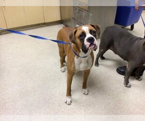 Boxer Dogs for adoption in Riverside, CA, USA