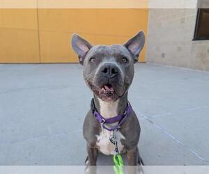 American Pit Bull Terrier Dogs for adoption in Denver, CO, USA