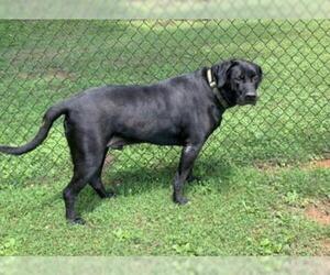 Mastiff Dogs for adoption in Forest, VA, USA