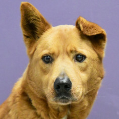 Golden Shepherd Dogs for adoption in Huntley, IL, USA