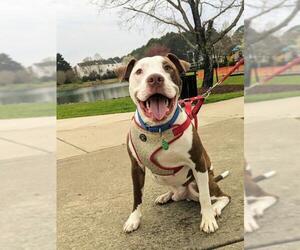American Pit Bull Terrier Dogs for adoption in Arlington, VA, USA