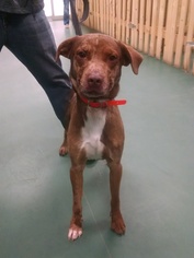 Catahoula Leopard Dog-Unknown Mix Dogs for adoption in Bloomingdale, IL, USA