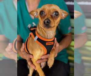Chihuahua-Unknown Mix Dogs for adoption in Royal Palm Beach, FL, USA