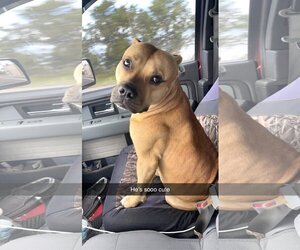 American Staffordshire Terrier-Unknown Mix Dogs for adoption in Fort Myers, FL, USA