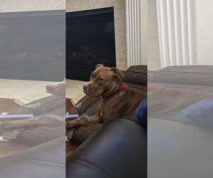 American Staffordshire Terrier-Unknown Mix Dogs for adoption in Atlanta, GA, USA