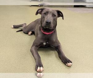 American Pit Bull Terrier-Unknown Mix Dogs for adoption in Moreno Valley, CA, USA
