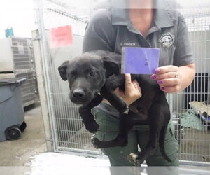 German Shepherd Dog-Unknown Mix Dogs for adoption in Oroville, CA, USA