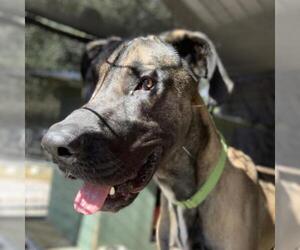 Great Dane Dogs for adoption in Freeport, FL, USA