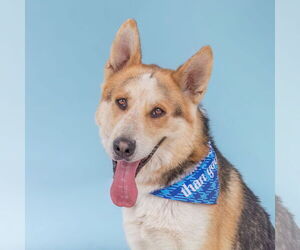 German Shepherd Dog Dogs for adoption in Pasadena, CA, USA
