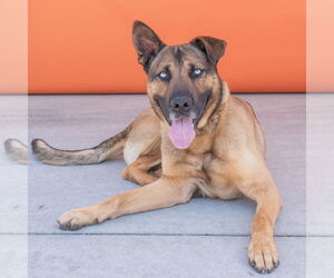 German Shepherd Dog Dogs for adoption in Pasadena, CA, USA