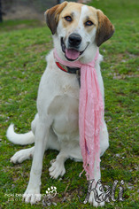 Medium Photo #1 Anatolian Shepherd Puppy For Sale in Whitewright, TX, USA