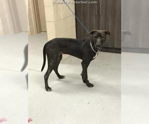 Whippet Dogs for adoption in Conroe, TX, USA
