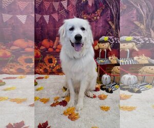 Great Pyrenees Dogs for adoption in Germantown, OH, USA