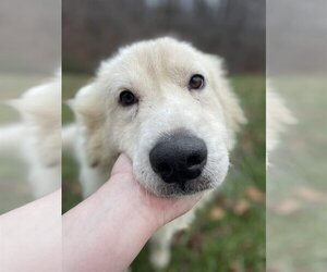 Golden Pyrenees Dogs for adoption in Columbus, IN, USA