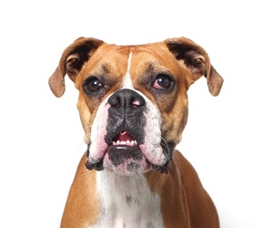 Boxer Dogs for adoption in West Hollywood, CA, USA