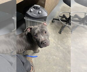 American Staffordshire Terrier Dogs for adoption in Tallahassee, FL, USA